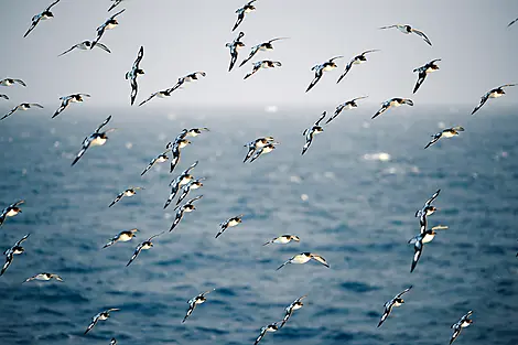 26 Nov 25 > 27 Nov 25 - Crossing the Drake Passage