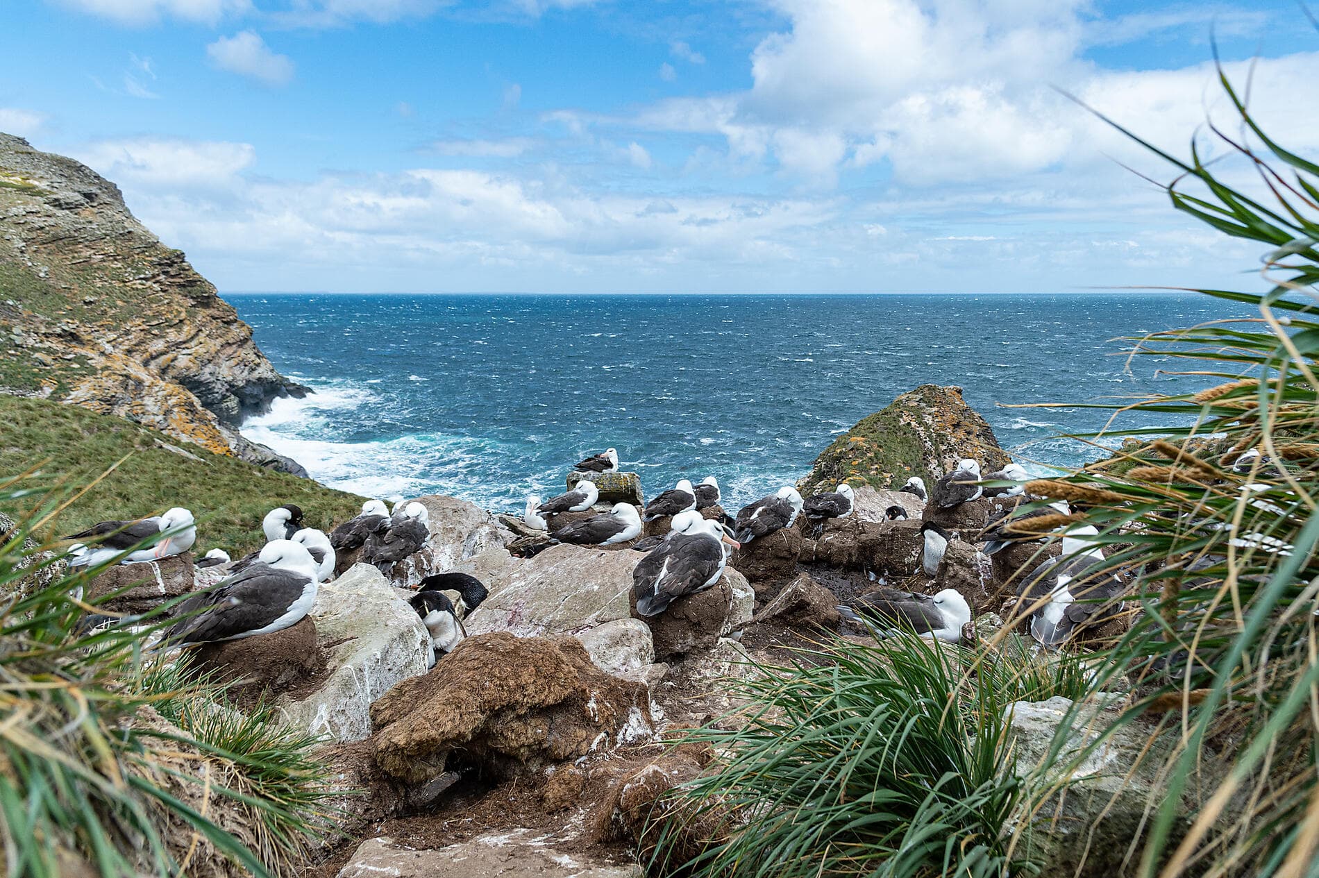 Falklands, South Georgia & Valdes Peninsula: in the Heart of the Wilderness 
