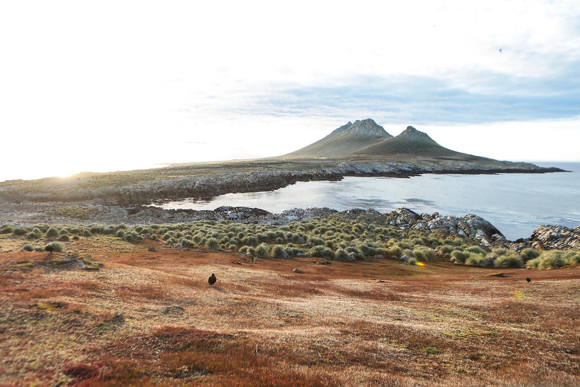 Falklands, South Georgia & Valdes Peninsula: in the Heart of the Wilderness 