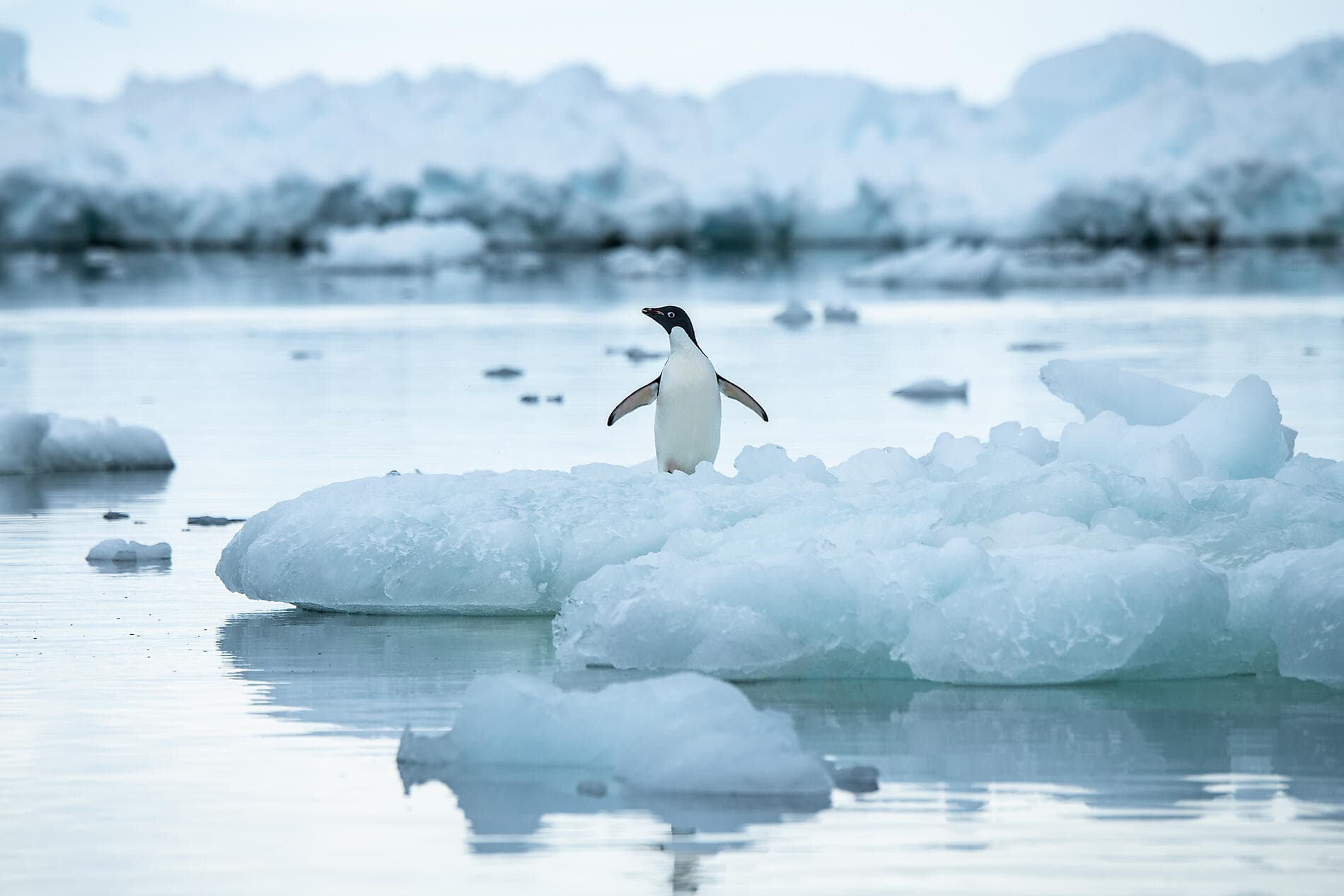 Emblematic Antarctica 