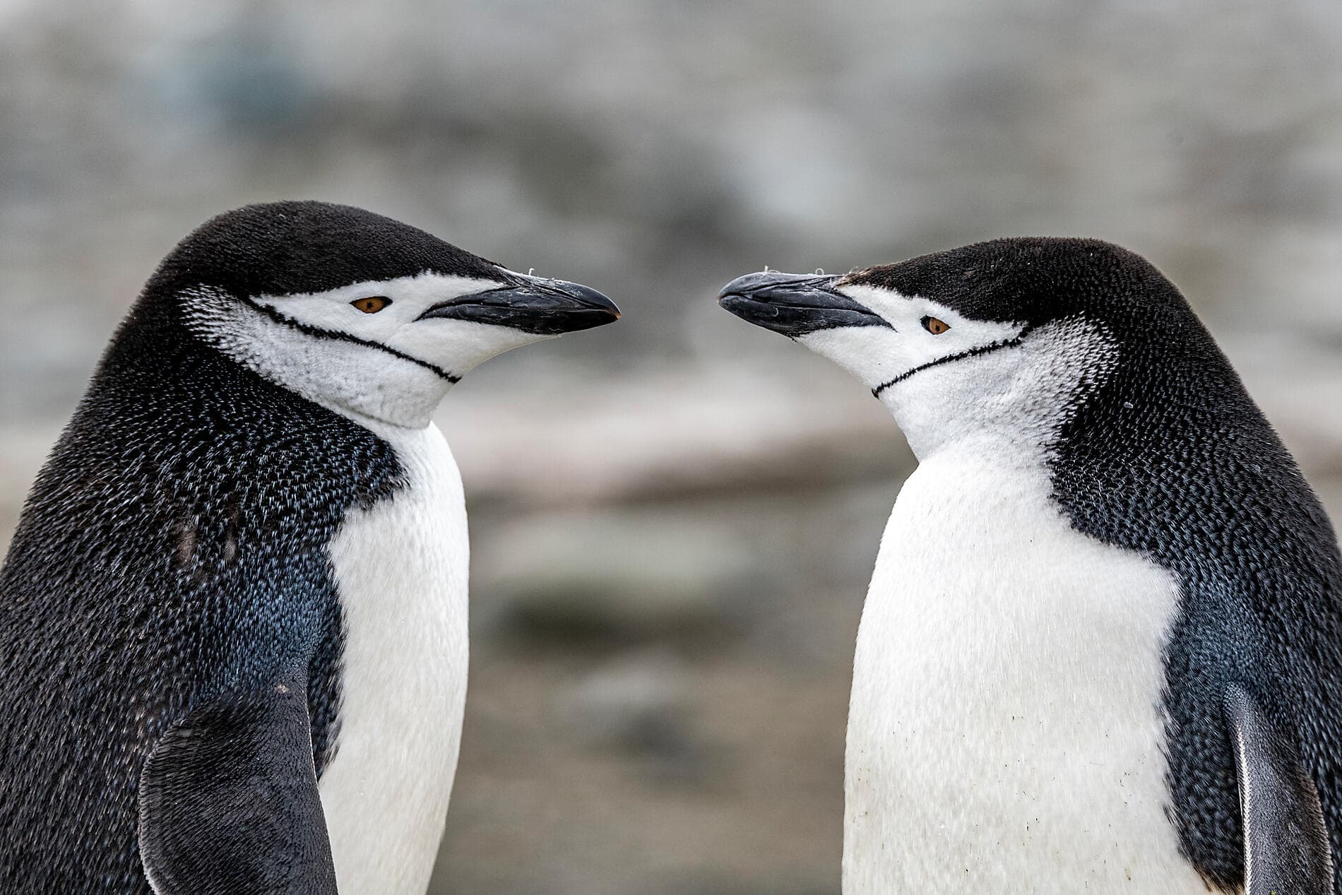 Emblematic Antarctica 