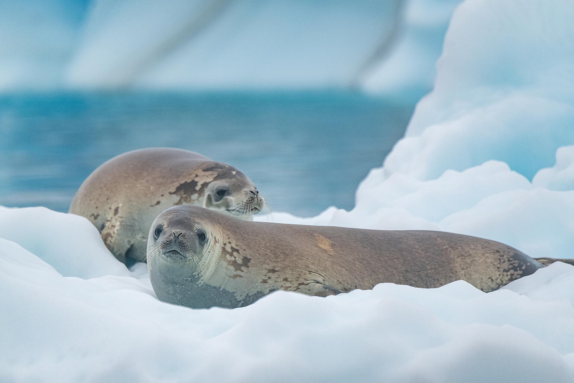 Entre deux continents, terres inexplorées occidentales d'Antarctique 