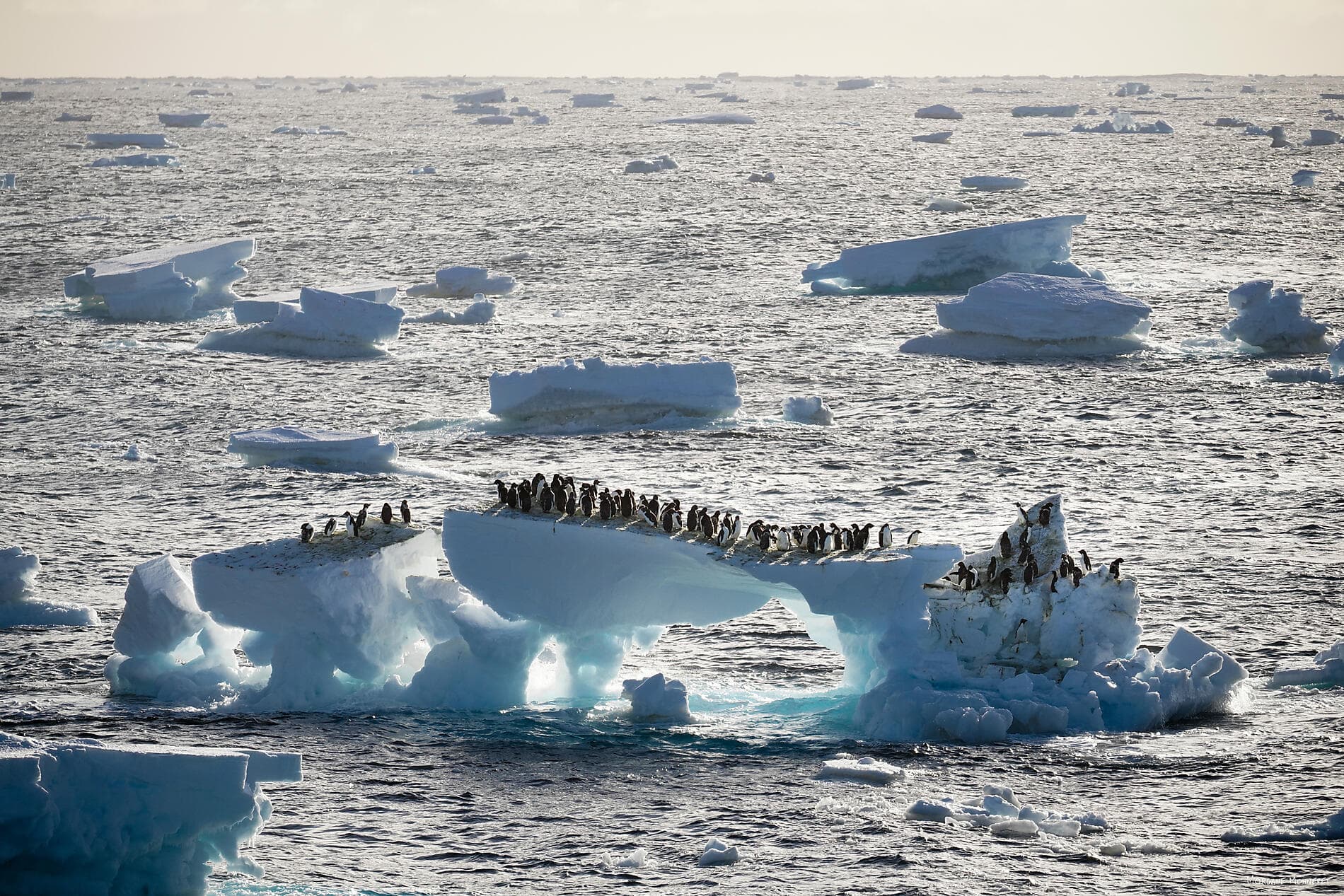 Entre deux continents, terres inexplorées occidentales d'Antarctique 