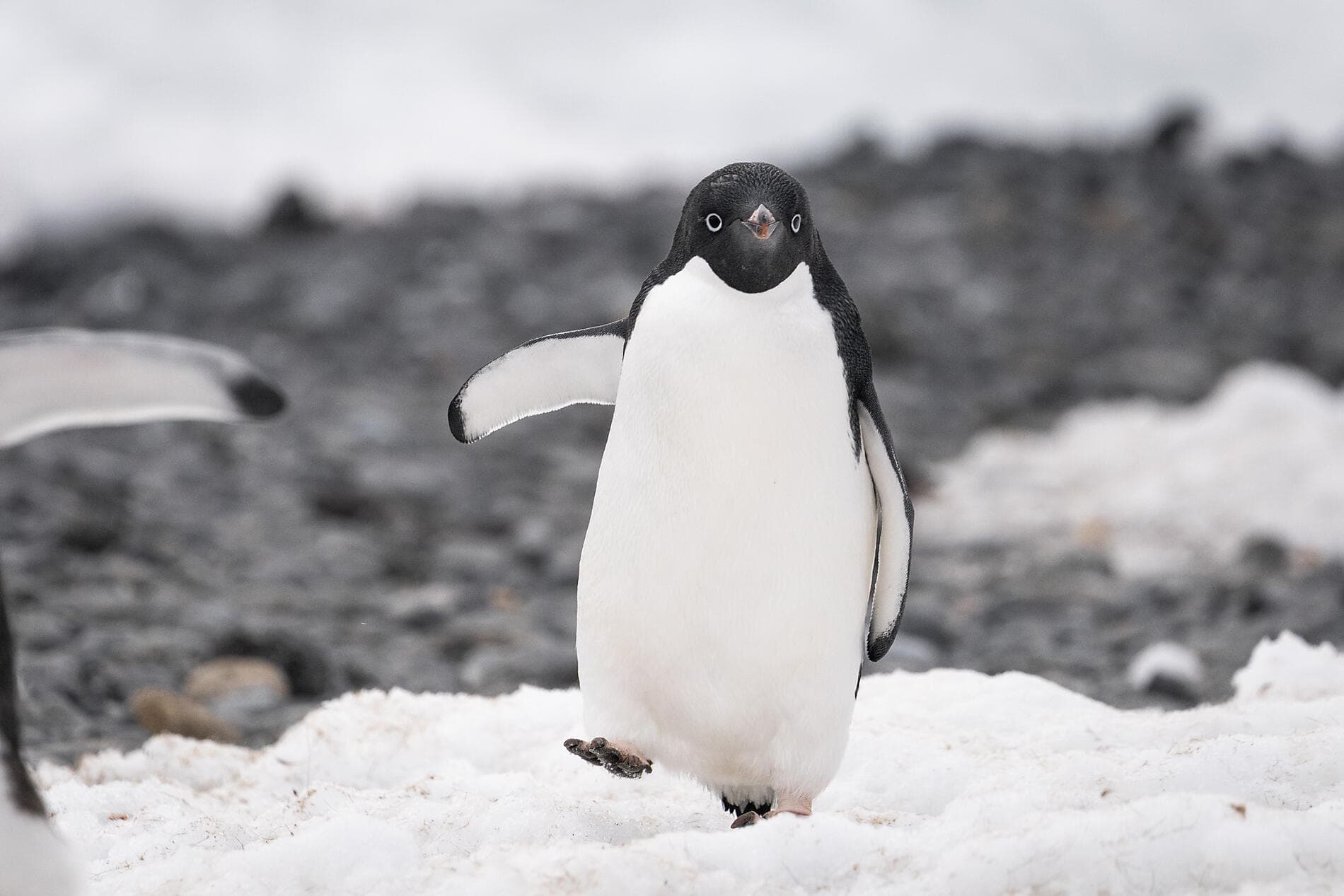 Scott & Shackleton’s Antarctic  - Ross Sea Expedition 