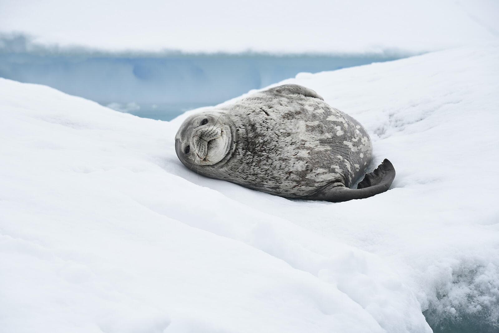 Scott & Shackleton’s Antarctic  - Ross Sea Expedition 