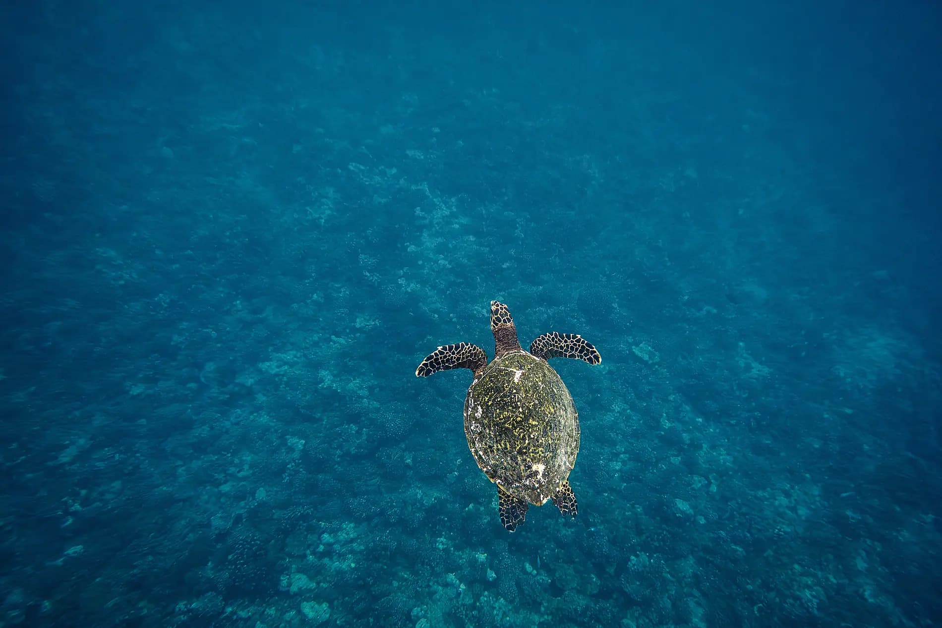 Marquesas, The Tuamotus & Society Islands