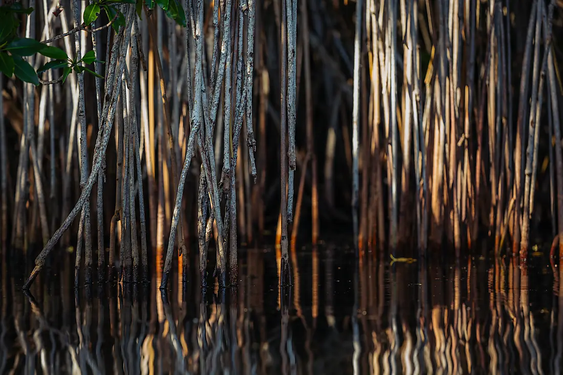 Mangrove Discovery