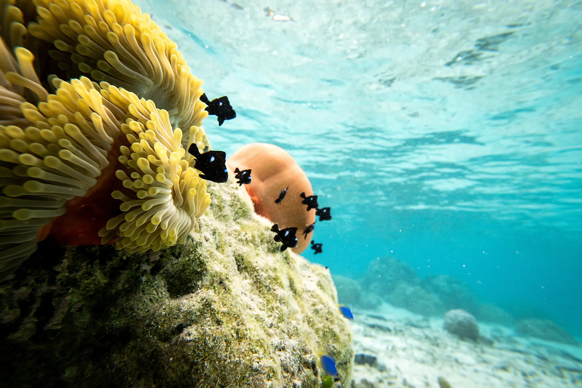 Cook Islands & Society Islands 