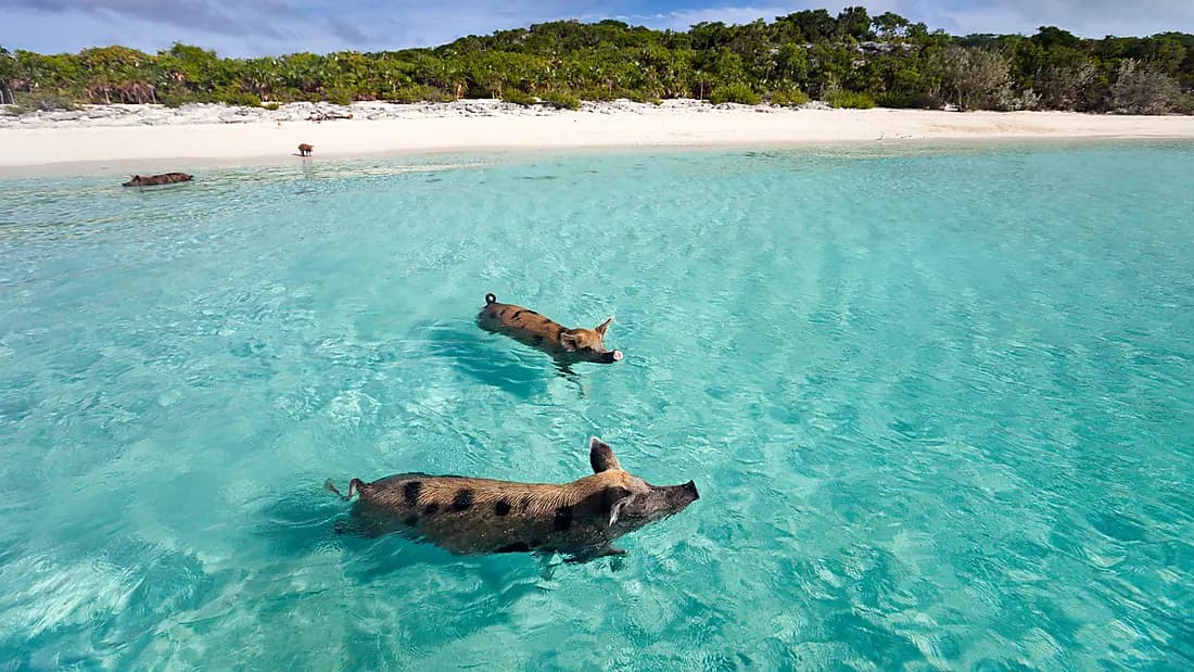 Jewels of the northern Caribbean