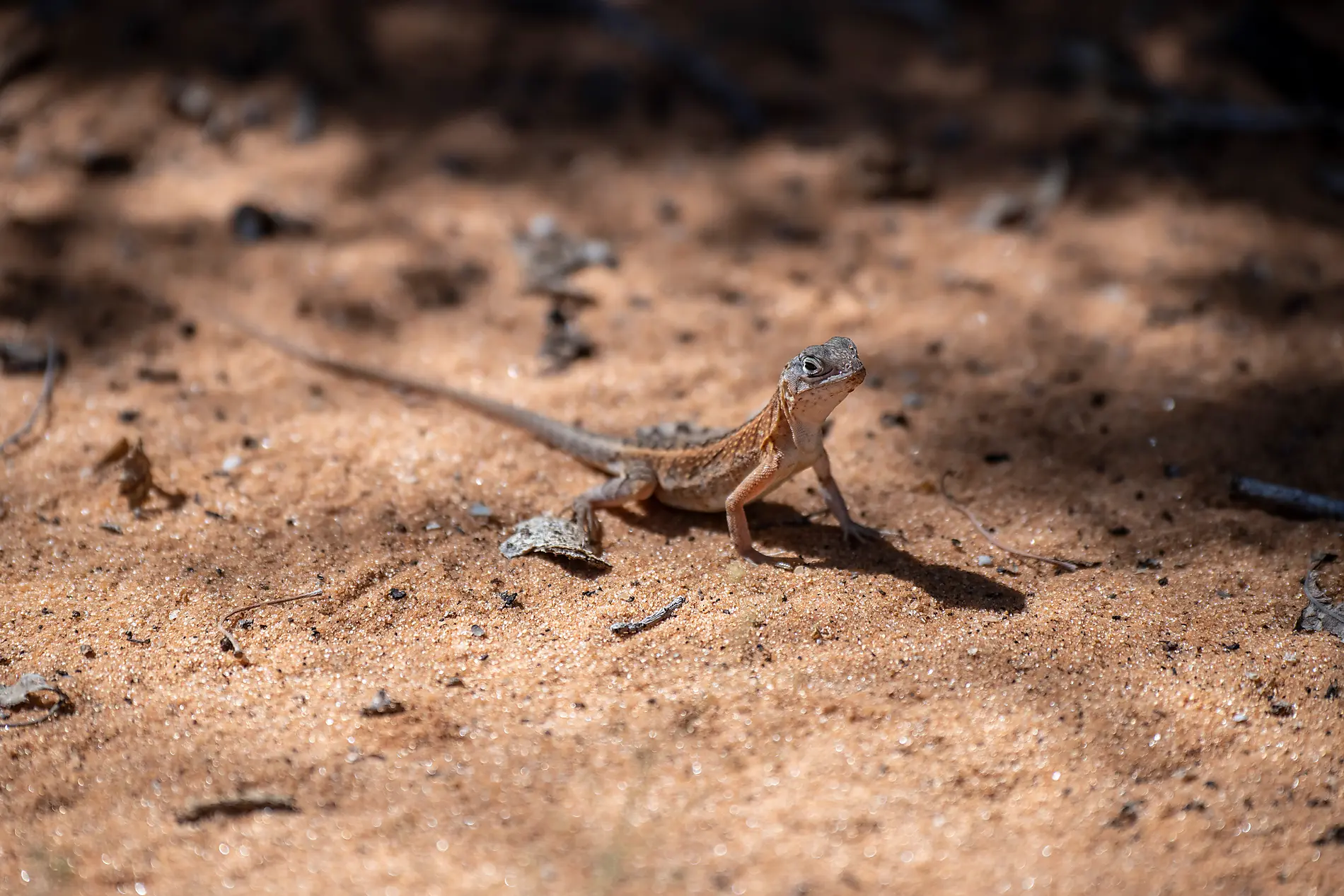 Madagascar and Seychelles: Natural Treasures of the Indian Ocean – with Smithsonian Journeys 