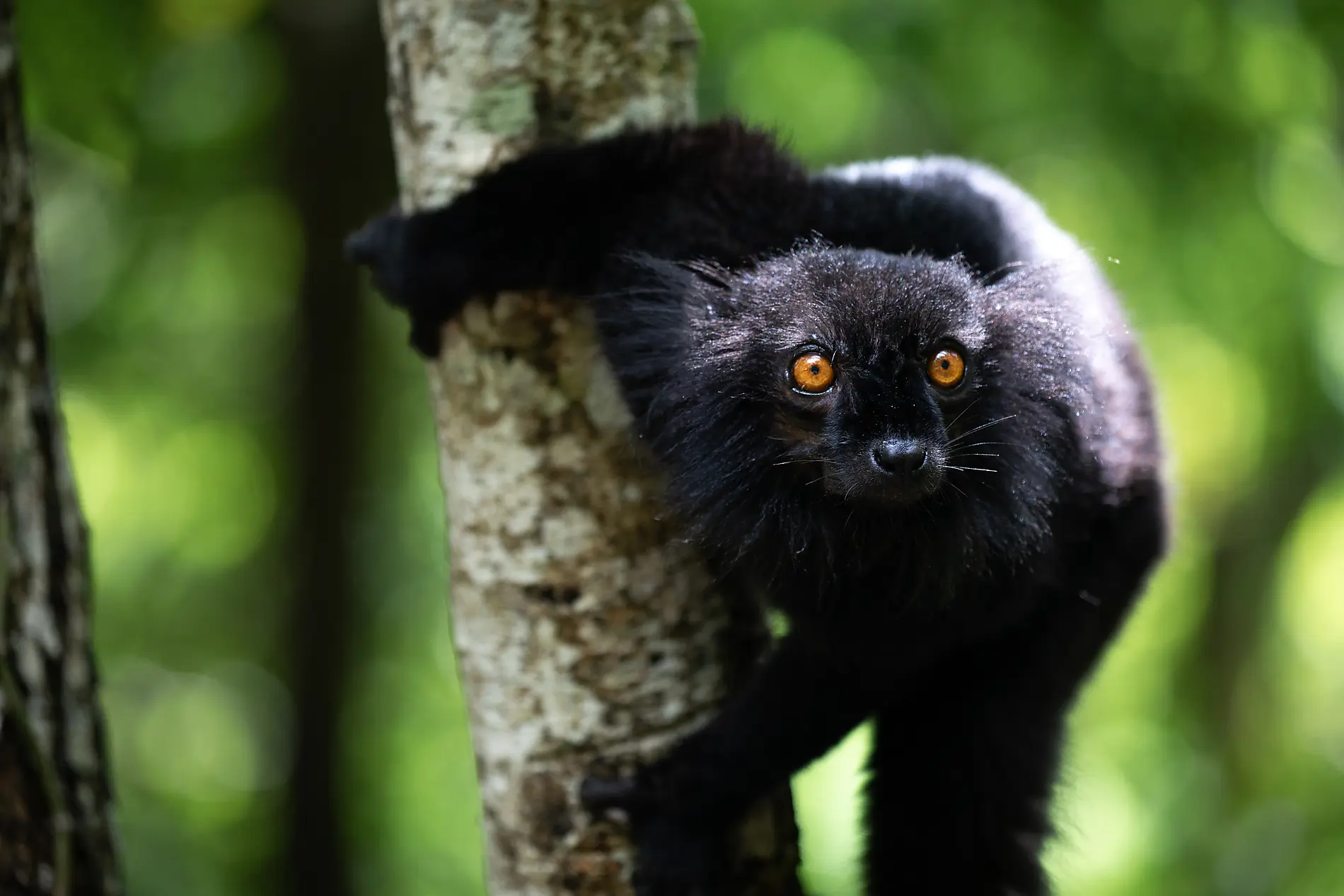 Little-known Madagascar 