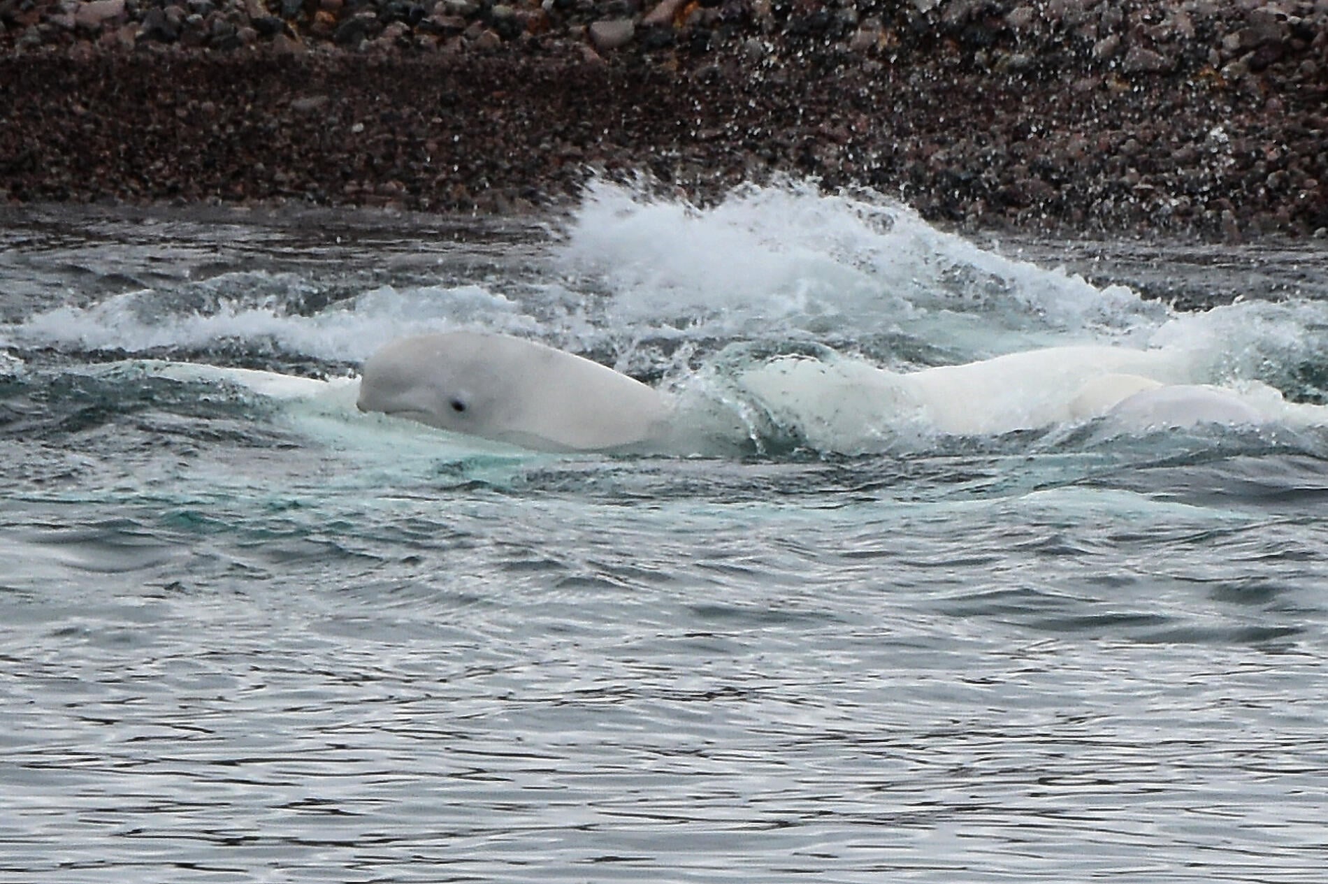 No-1626_Nathalie Michel.JPG