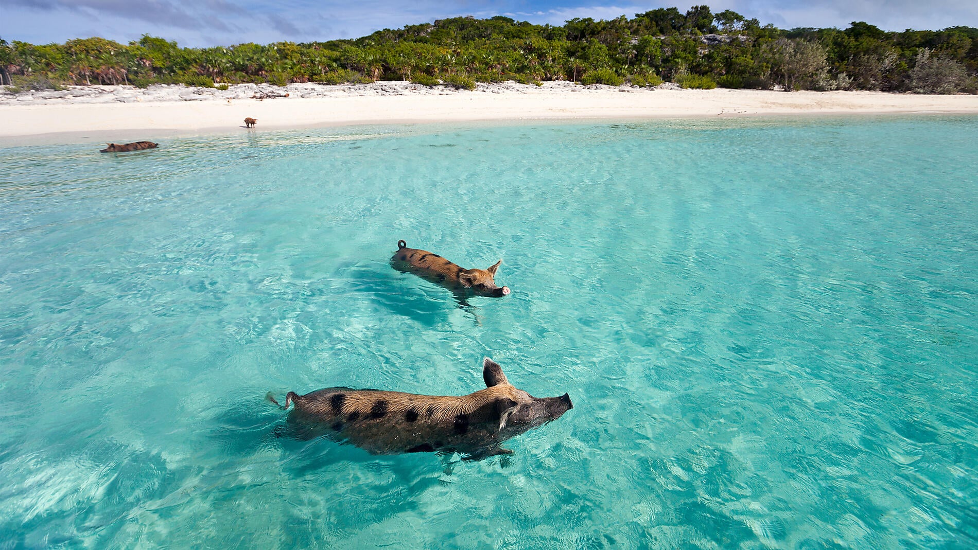 Jewels of the northern Caribbean