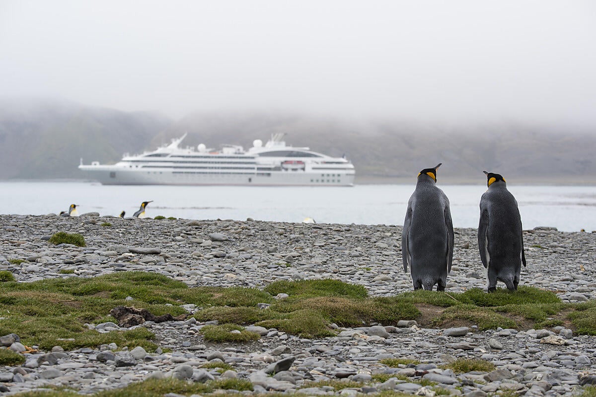 6594 - Fortuna Bay - Georgie du Sud-OK.JPEG