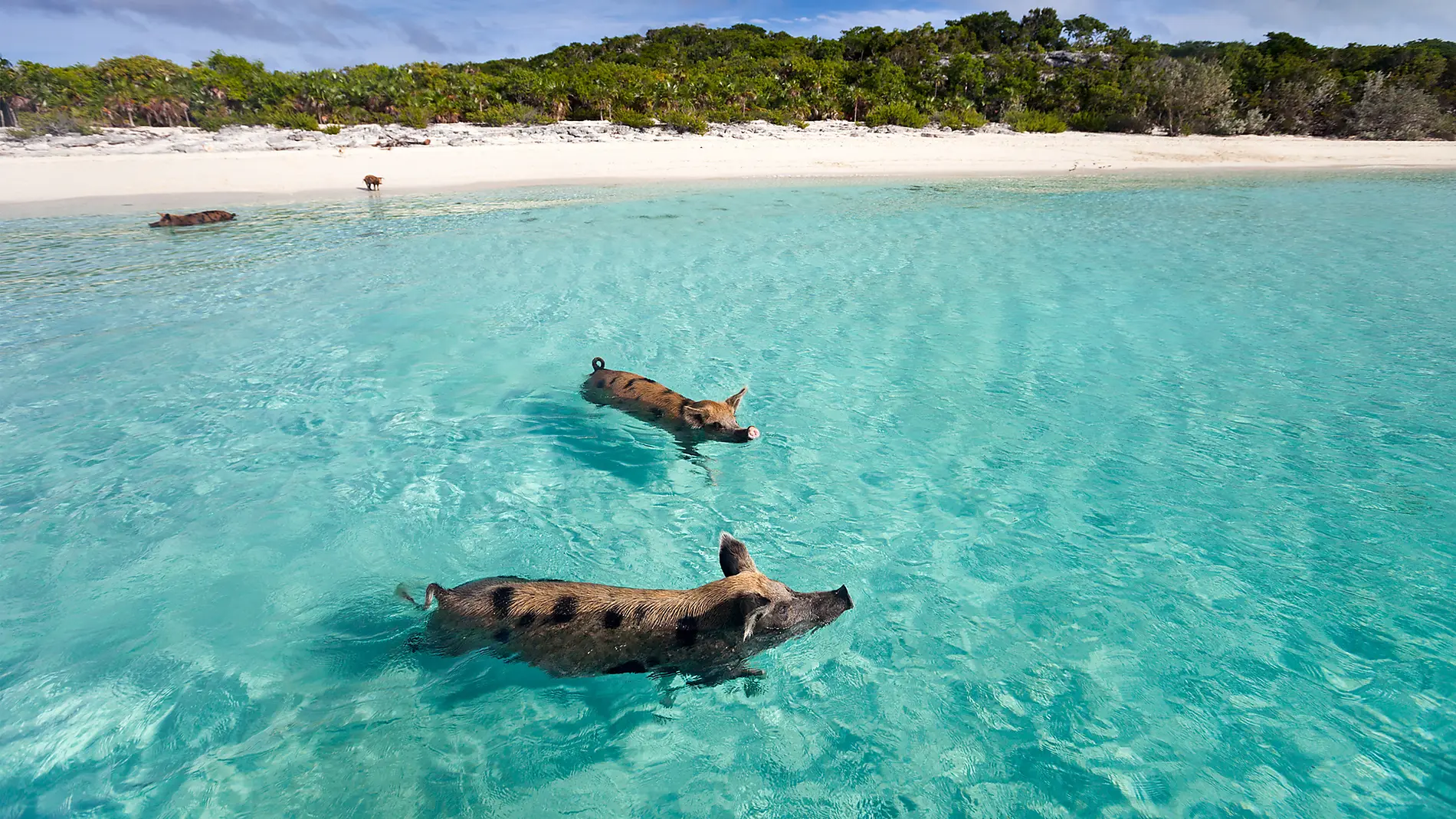 Jewels of the northern Caribbean