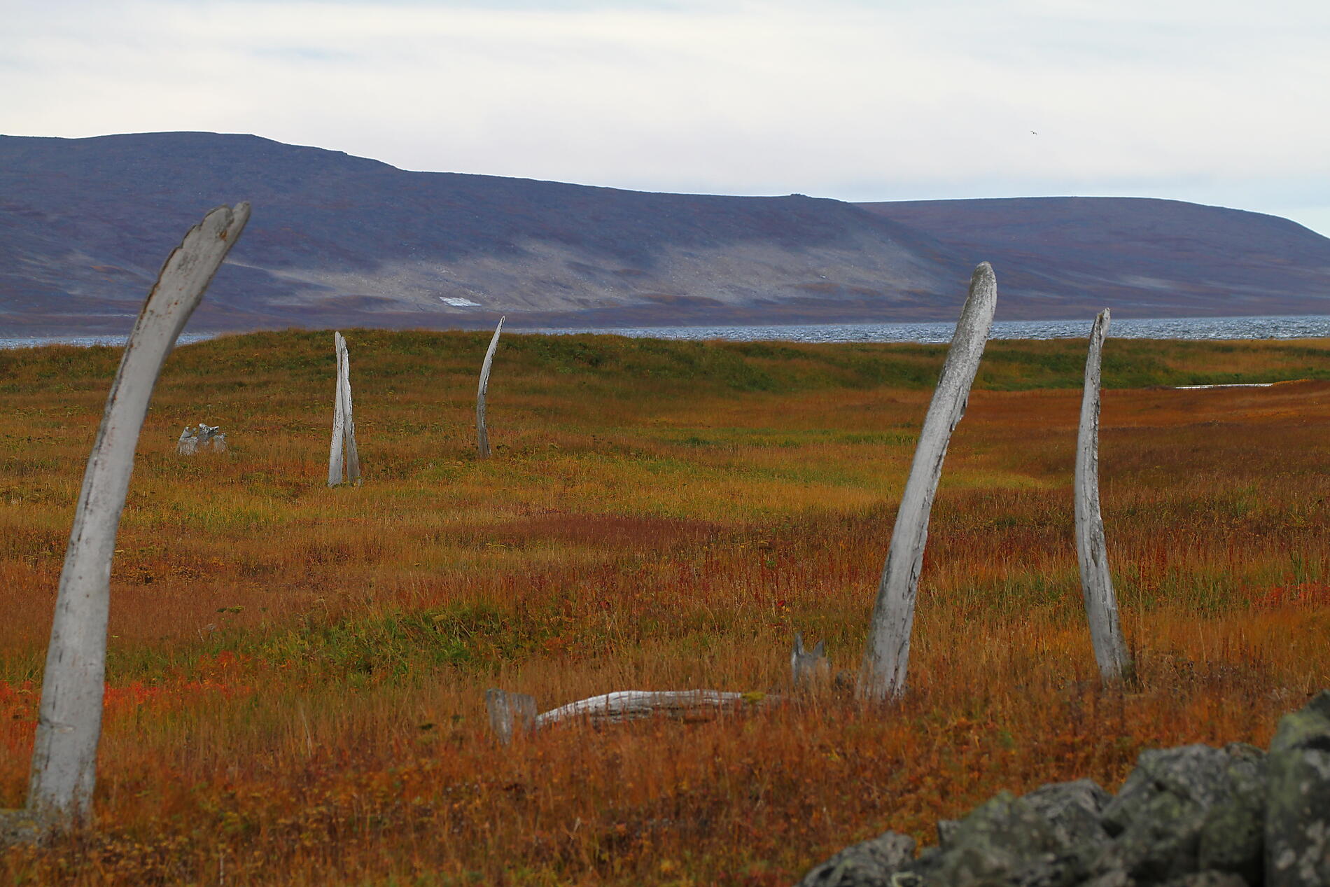 ALLEE BALEINES 5051.JPEG