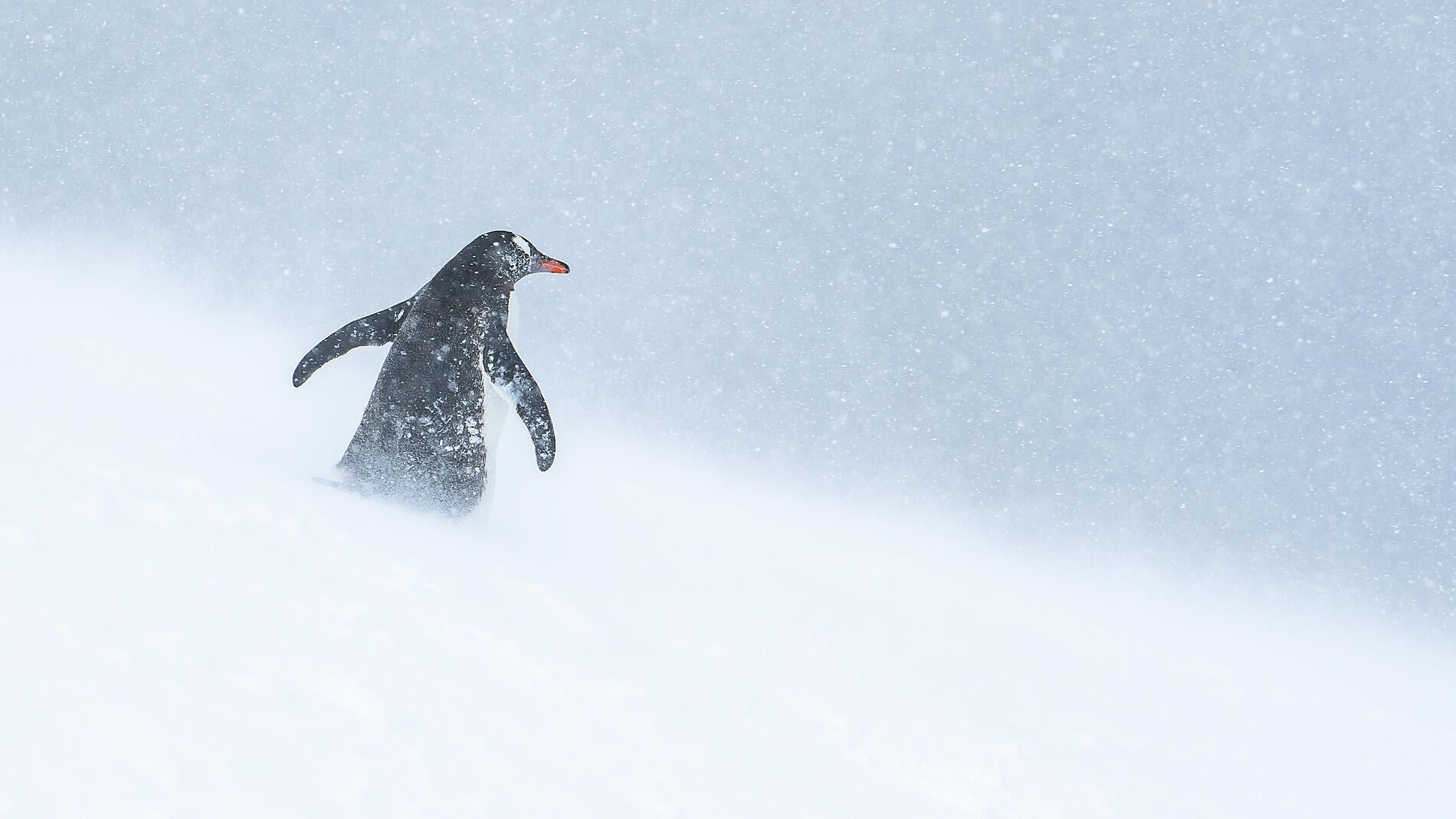 Unexplored Eastern Antarctica between Two Continents Unexplored Eastern Antarctica between Two Continents