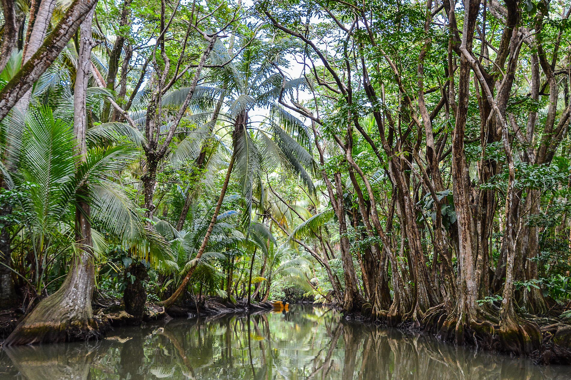 The Essentials of the Caribbean