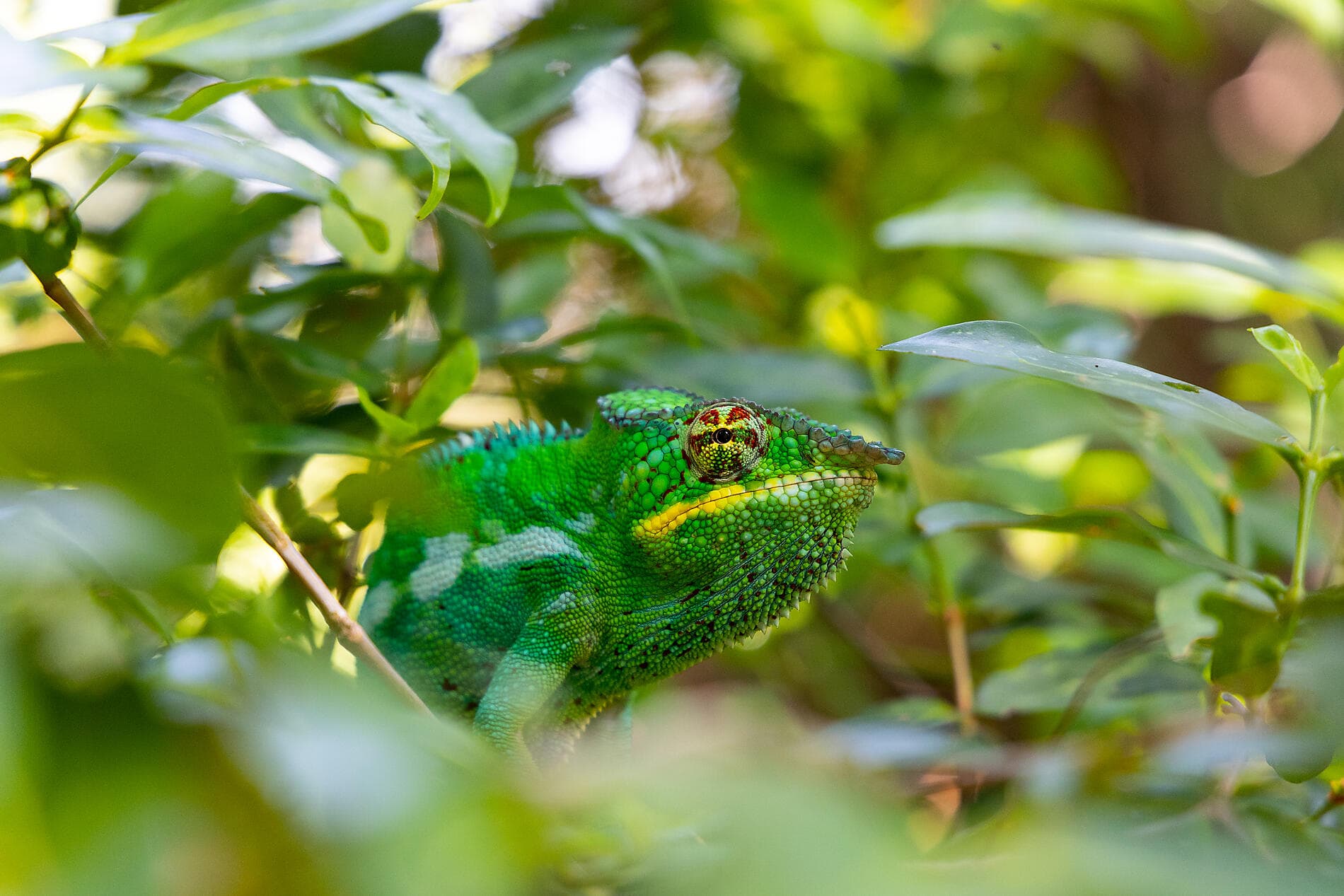 Jewels of Madagascar
