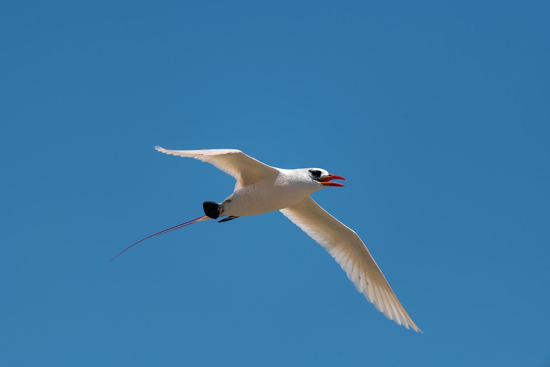 Jewels of Madagascar