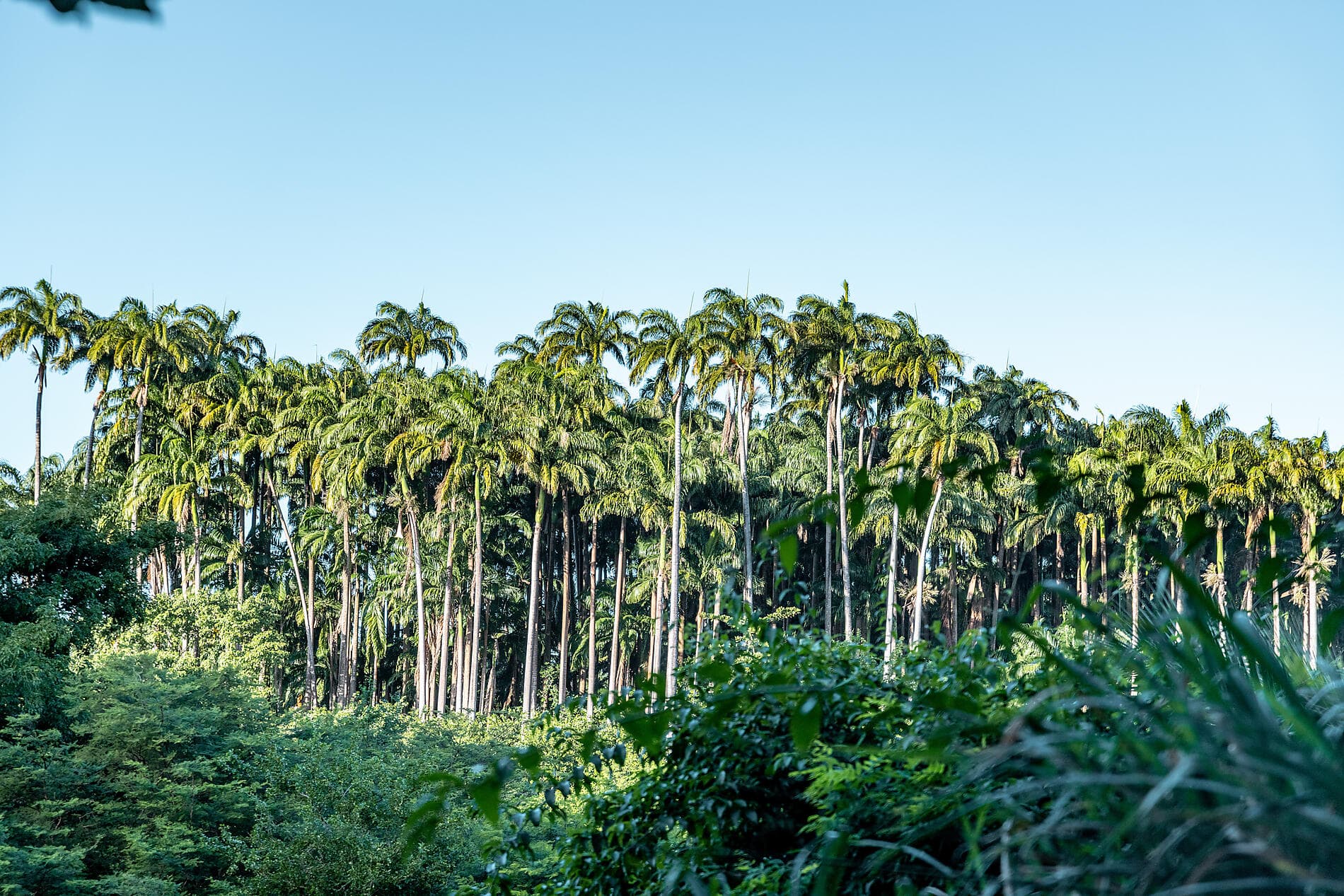 Secret treasures of the Lesser Antilles