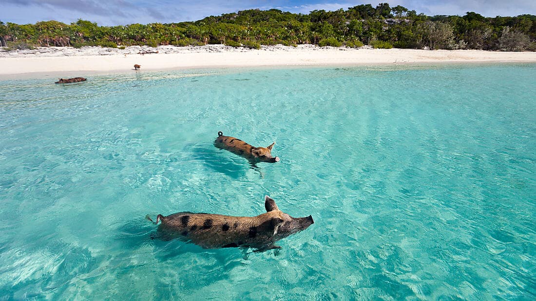 Jewels of the northern Caribbean