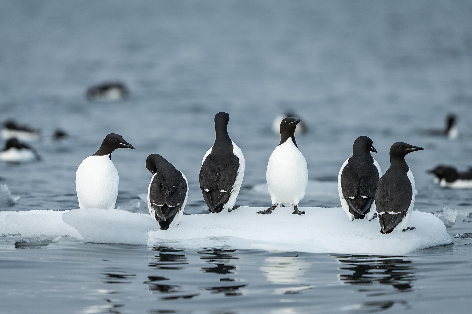 Unexplored Svalbard