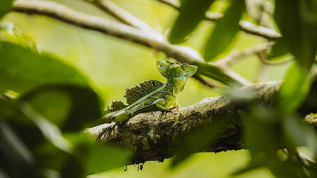 Pacific Coast of Costa Rica