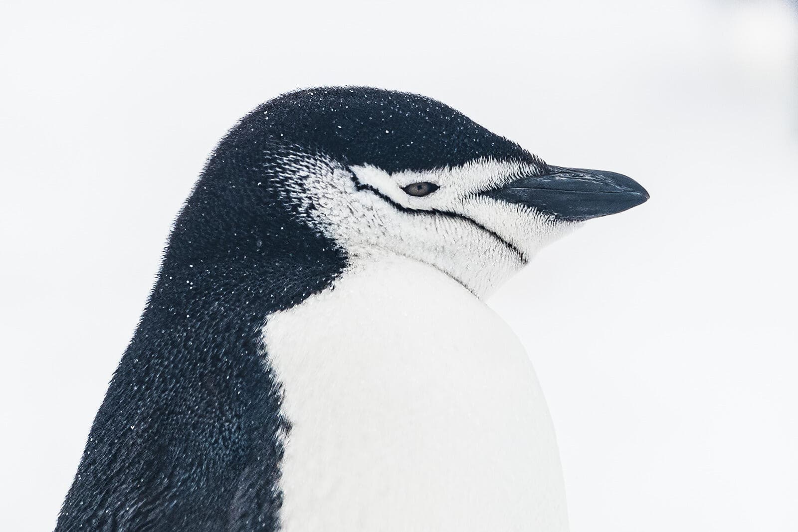 Scott & Shackleton’s Antarctic - Ross Sea Expedition