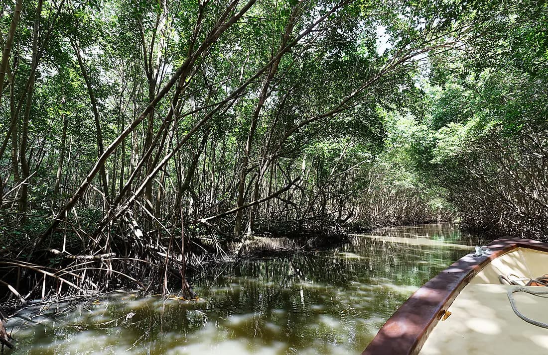 Between Mangroves and Craftsmanship: A Day of Distinction
